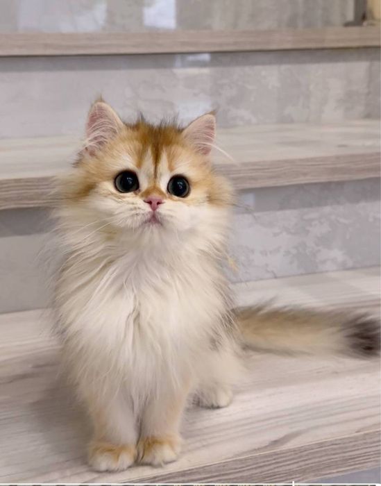 На продаже золотая шиншилла девочка