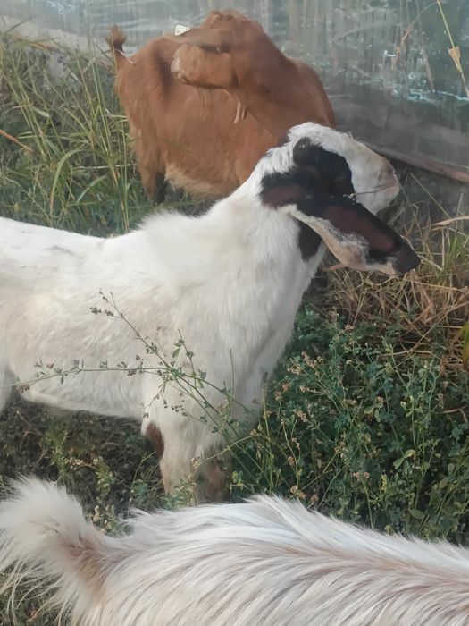 Țap rasa Boer metisat cu Anglonubian