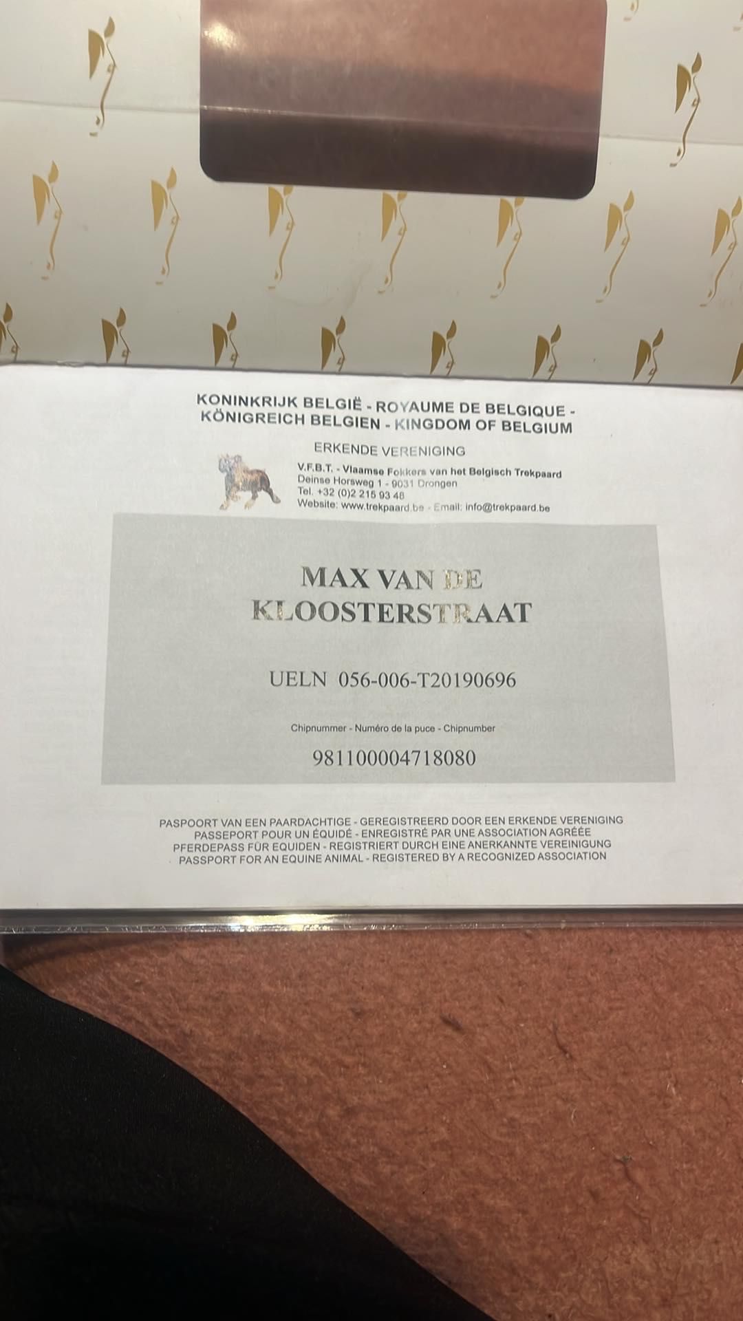 Armăsar belgian …