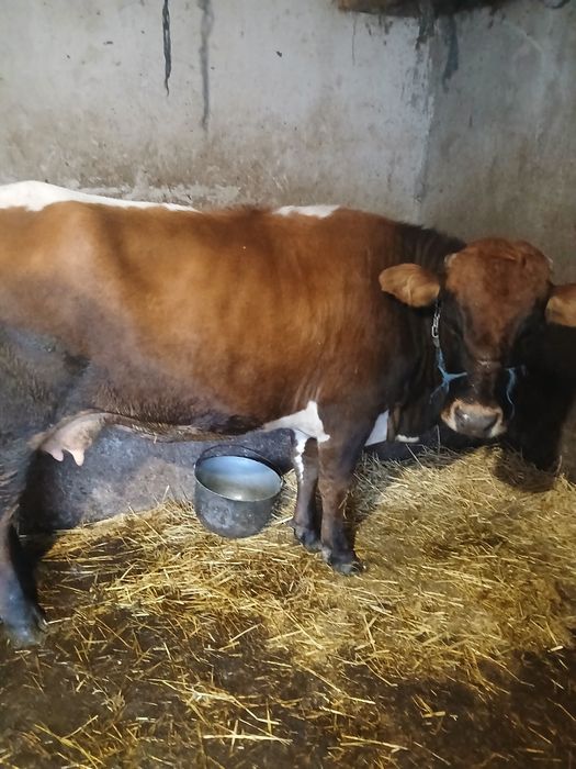 Vând vaca de 5 ani gustata în 4 luni