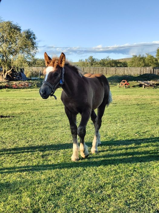 Vând mânz de 4 juni jumate