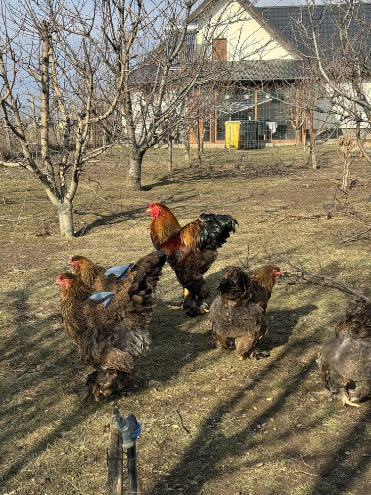 Familii Brahma Potarnichiu pe negru 2024