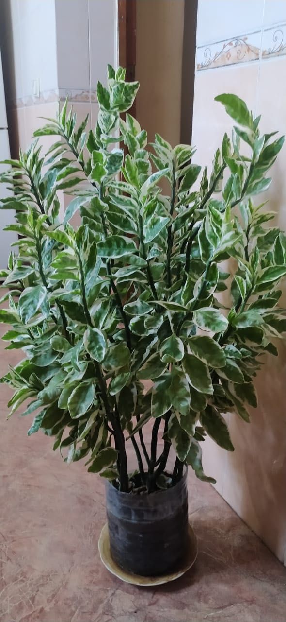 Комнатное растение Педилантус