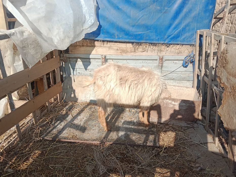 Ешкі сататылады срочно