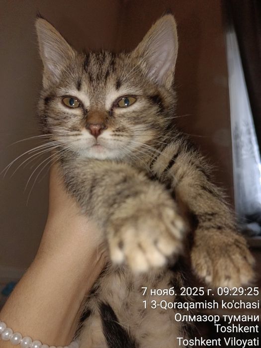 Котята  2 месяца