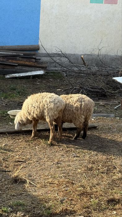 Продам тохтушки две штуки.