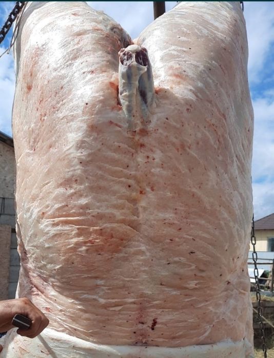 Продаётся мясо конина