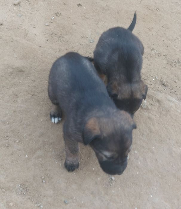 Щенок маленький күшіктер кішкентай