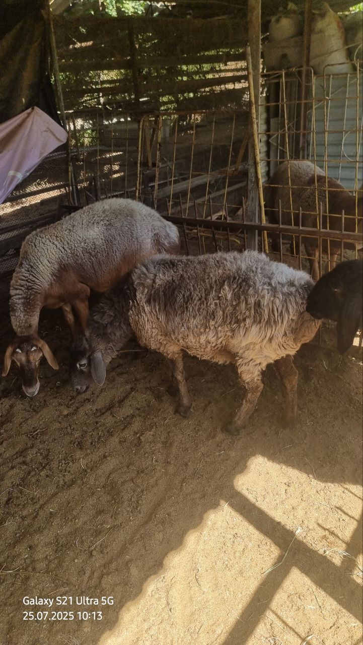 Qo'y sotiladi.  Куй сотилади