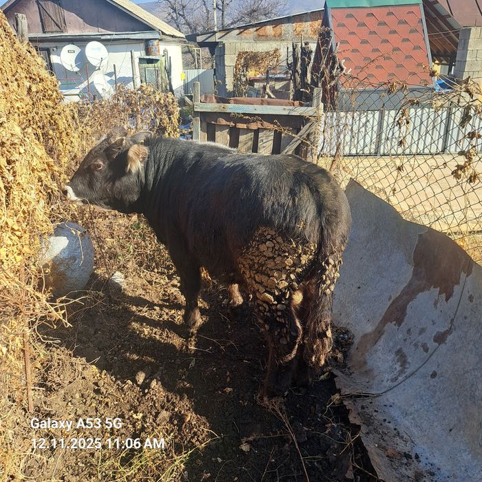 Продам быка полтарашка