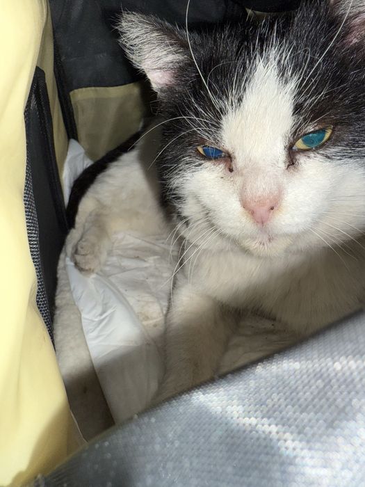 Ищем хозяев котик