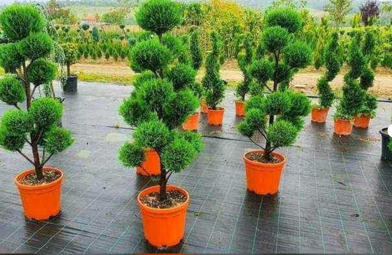 Plante Ornamentale Tuia Columnaris Tuia Smarald