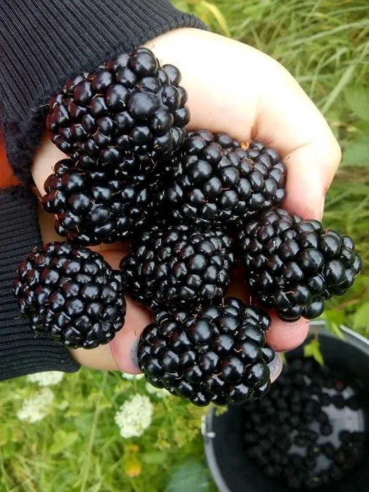 Teren intravilan 13600 mp