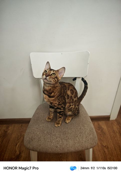 Бенгальский котенок