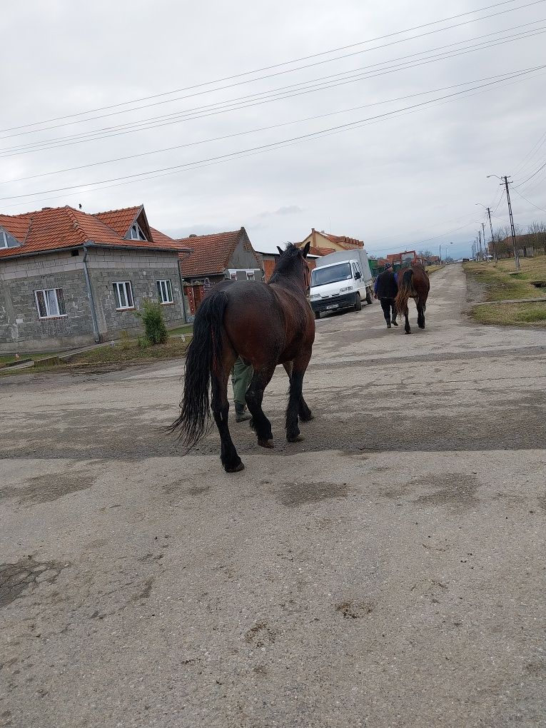 Vând un cal de 4 ani și o manza de 2 ani