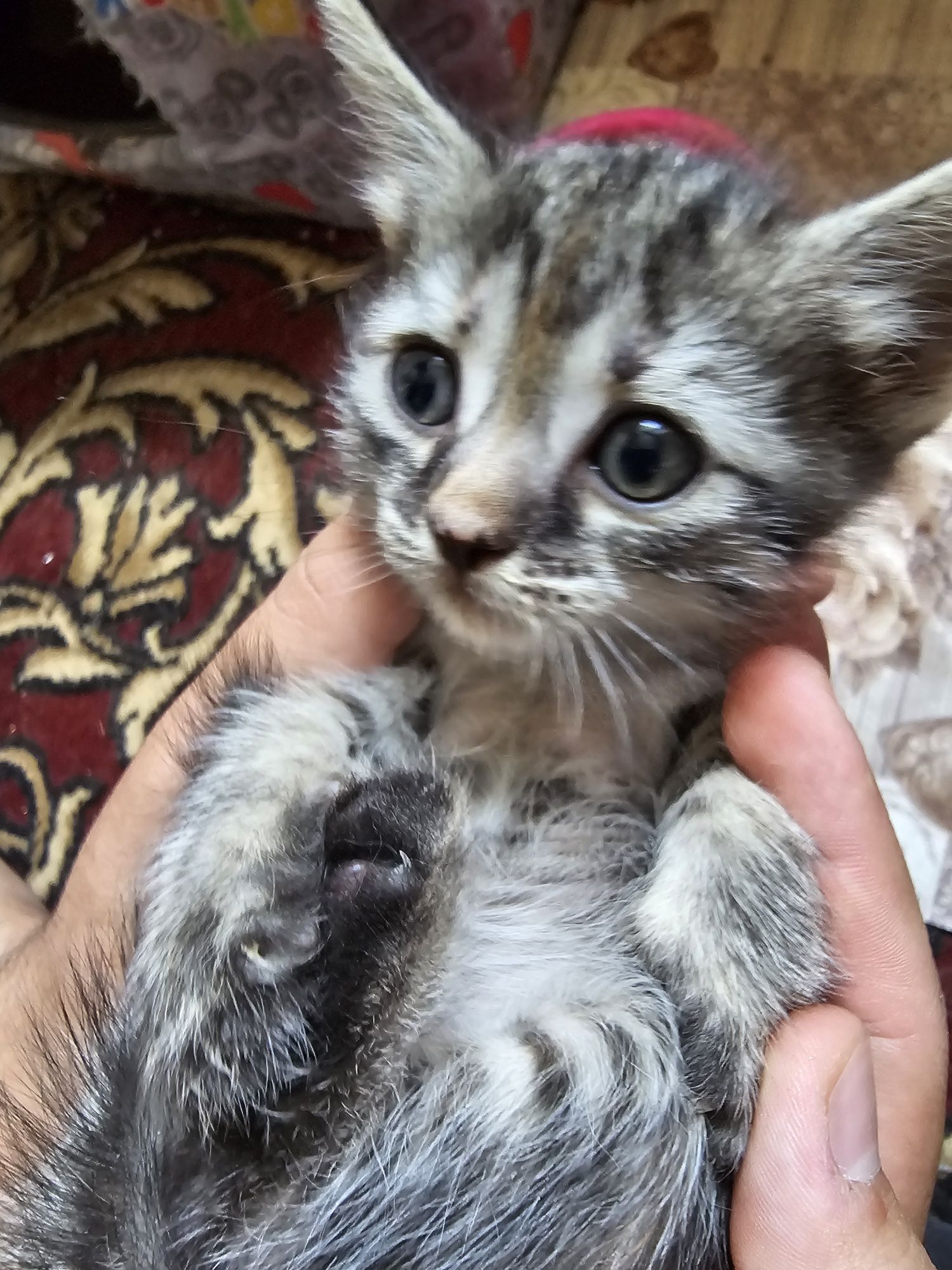 Бесплатно котята  девочеки   Вислоухие Страйт
