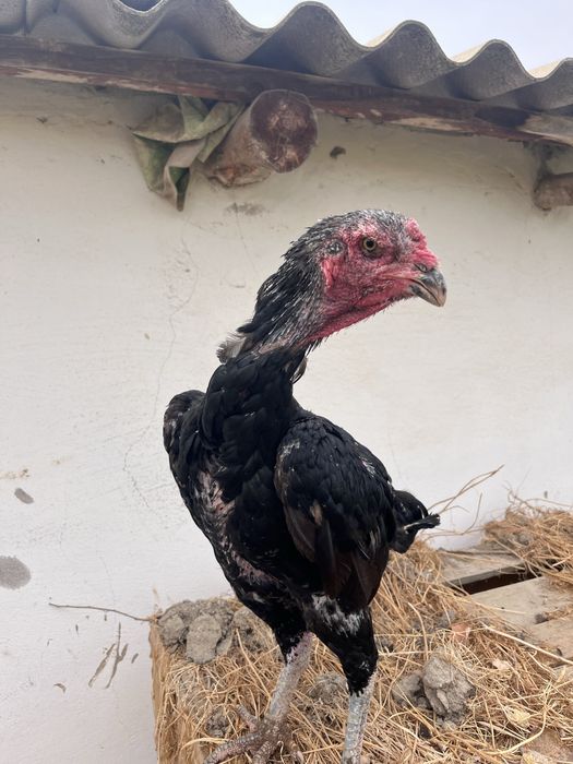 Дакан тулячка срочна