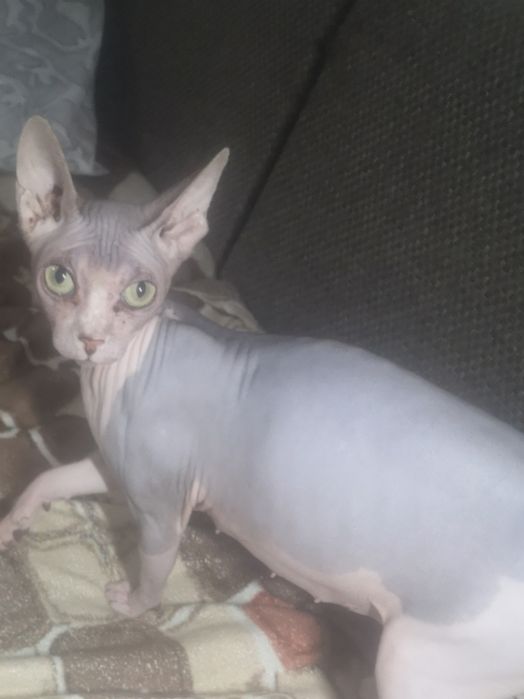 Канадский сфинксы.