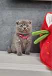 Baietel Scottish Fold