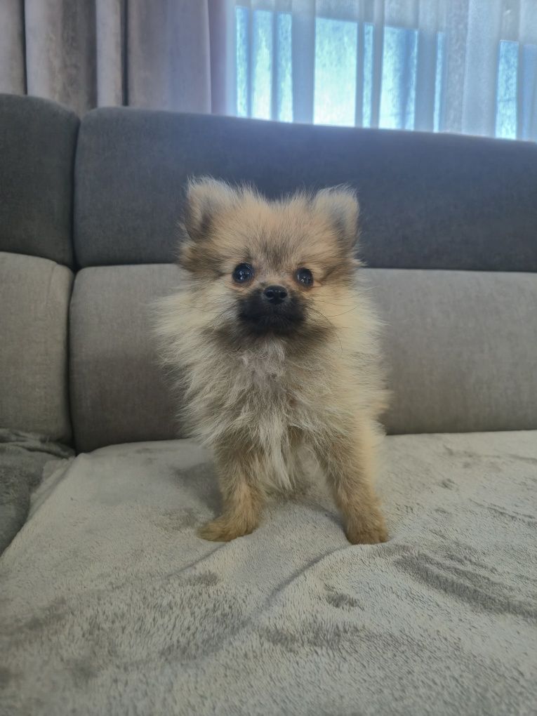 Vand Pomeranian Spitz