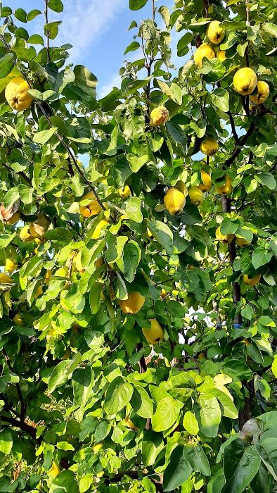 Dulceata ecologica de gutui, livada si productie proprie,720 ml/borcan