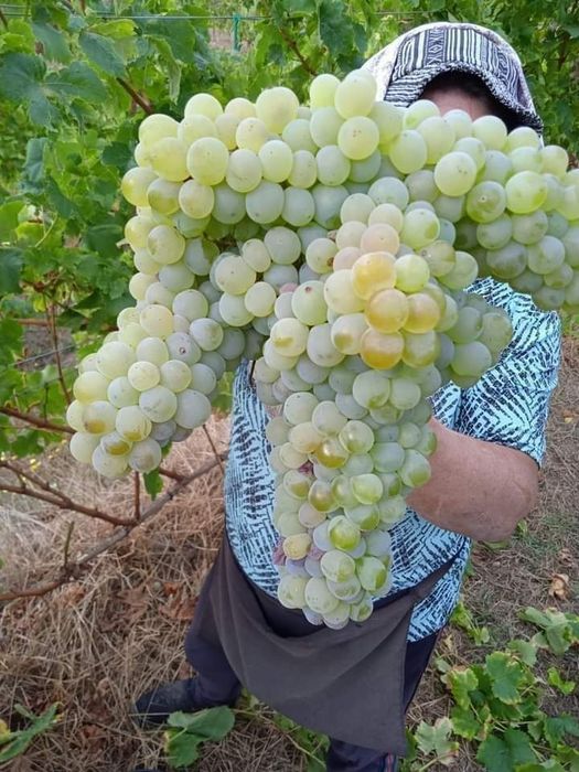 Strugurii de vin