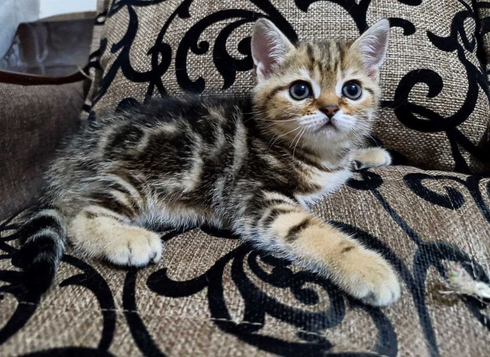 Продаются котятки