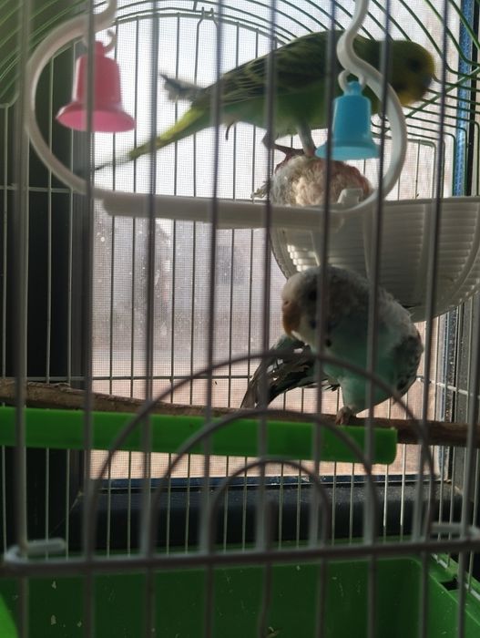 Popugay tòtiqush jufti bilan sotiladi