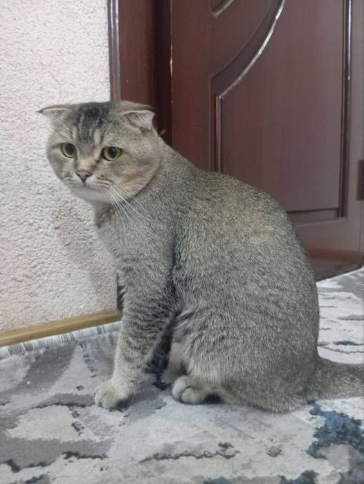 Мы приглашаем кошек к девочке в гости.