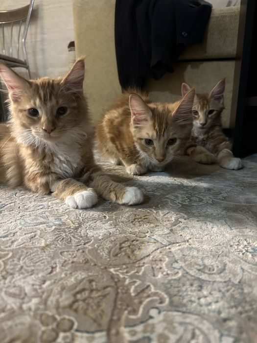 Продаются котята