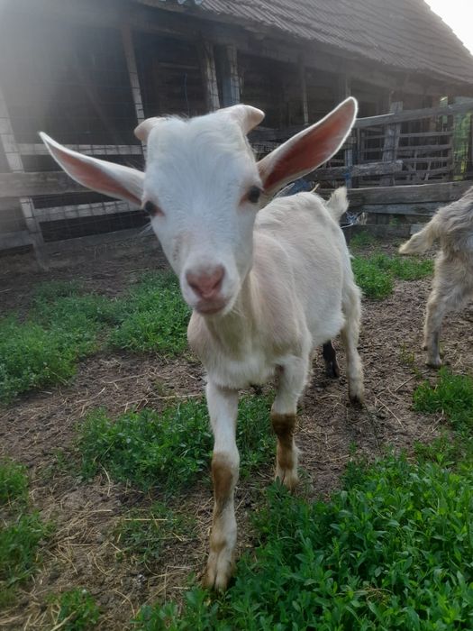 Tapici tineri 3_4luni