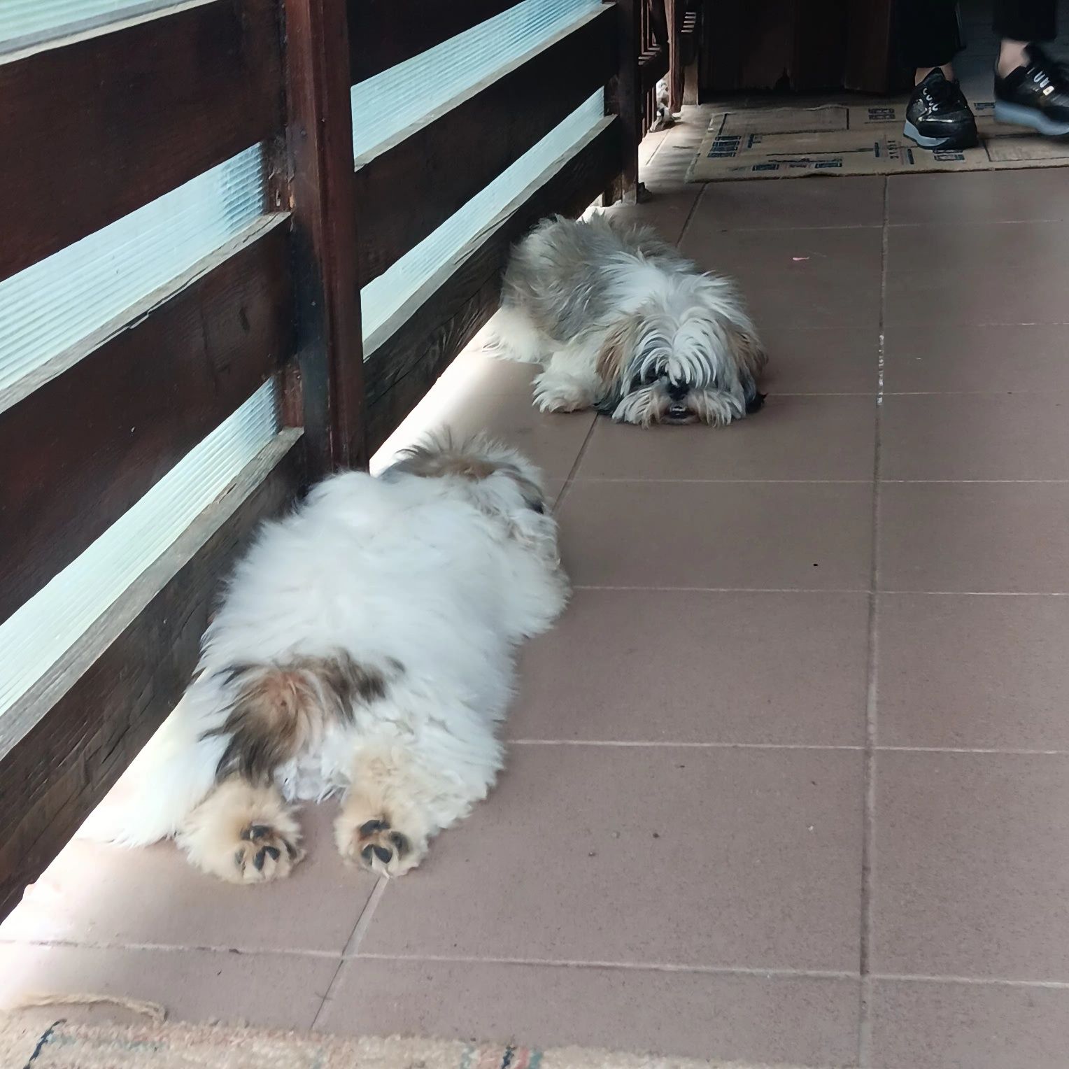 Mascul shih tzu superb