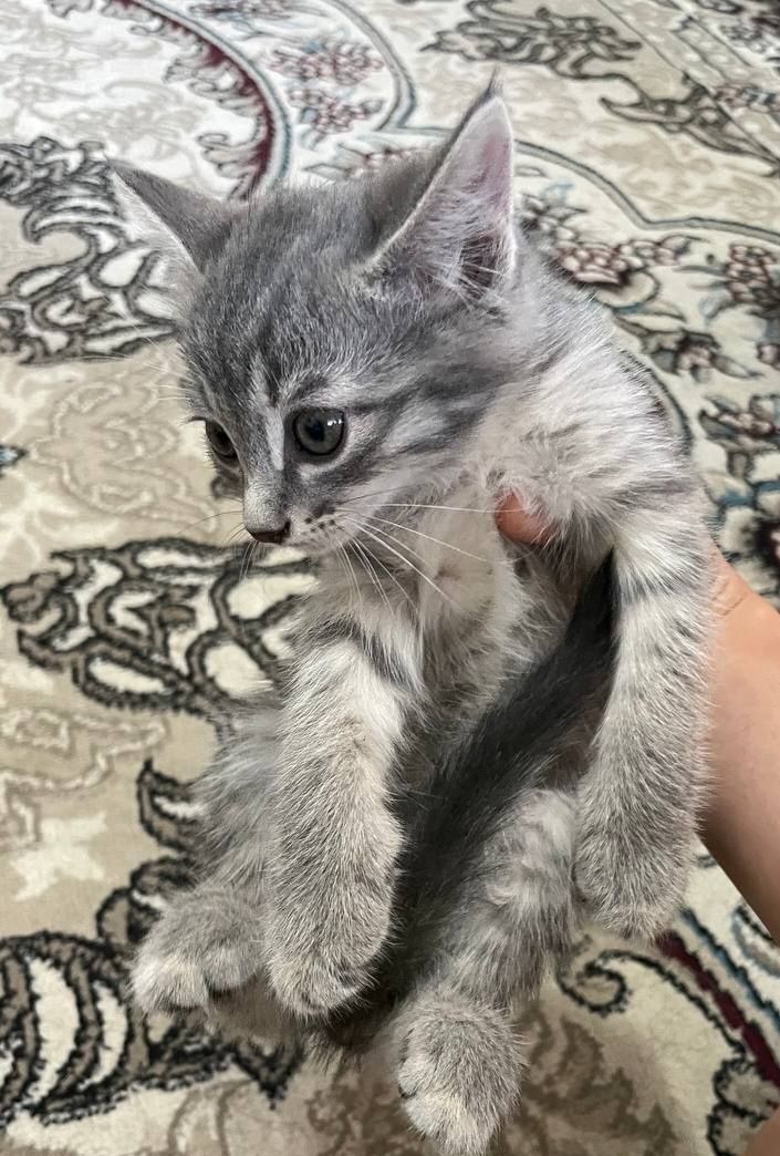 Серенький котёнок мальчик