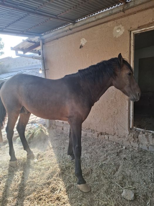 Ot sotiladi pul zarl
