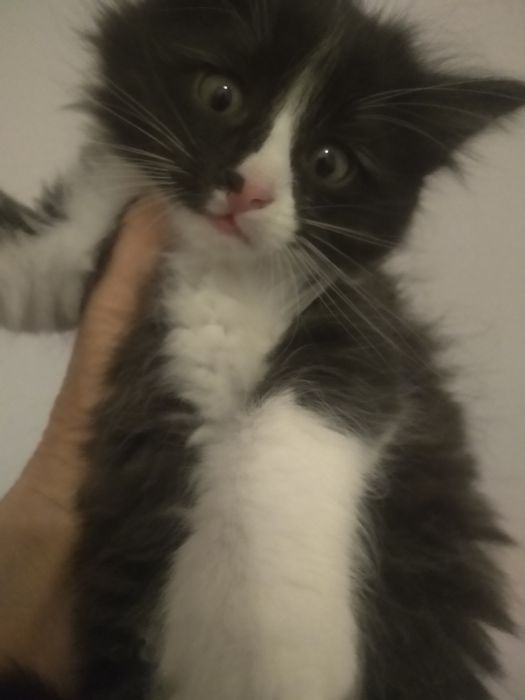 Котята бесплатно