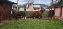 Armăsari pentru monta de rasă Breton francez și Ardenez