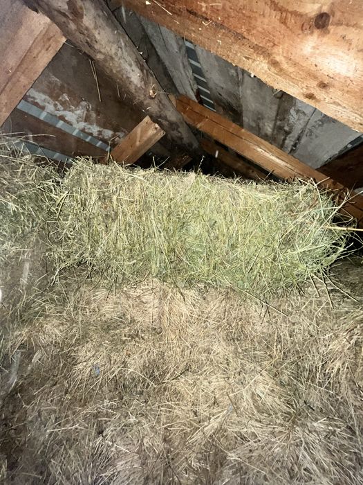 Vand baloate de lucerna