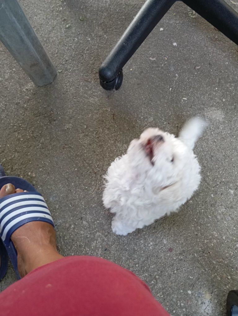 De vânzare bichon