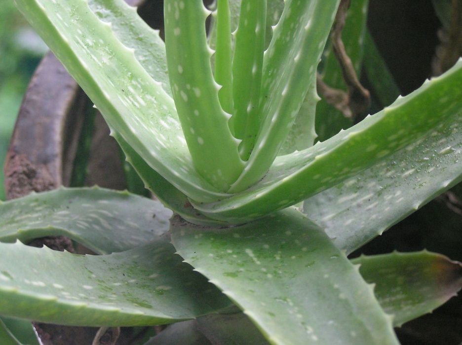 Aloe vera barbadensis 5ani
