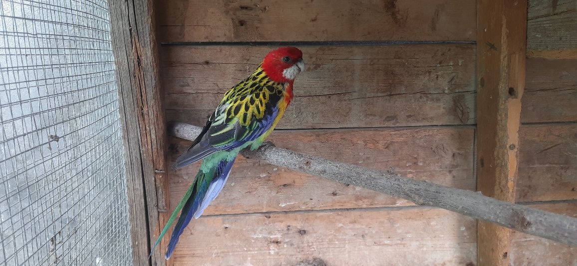 Toti qush sotiladi