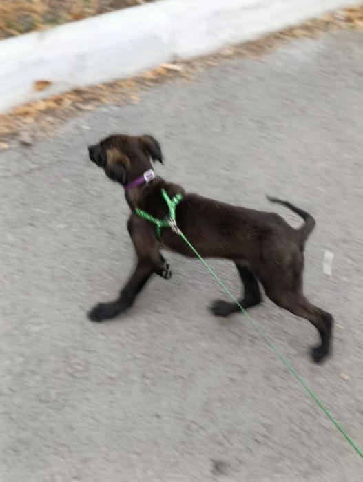 Щенки ищут ответственных хозяев!