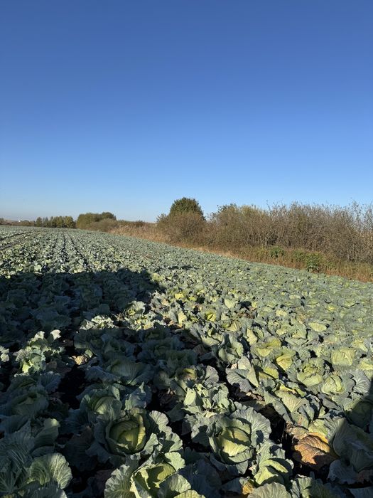 Varză Verde De Murat/Tocat