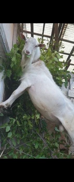 Tap Saanen cu pedigree