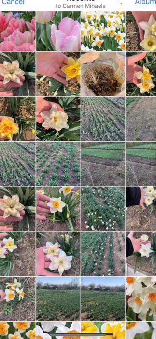 Bulbi de narcise 0,50 bsni buc