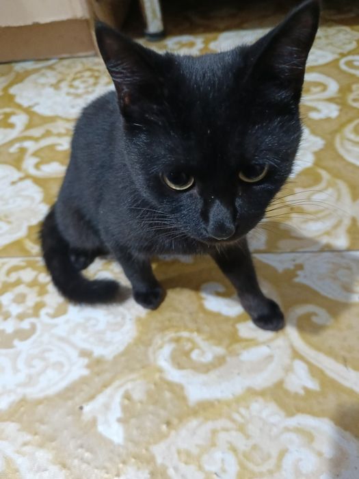 Отдам в добрые руки чёрный бархатный принц!