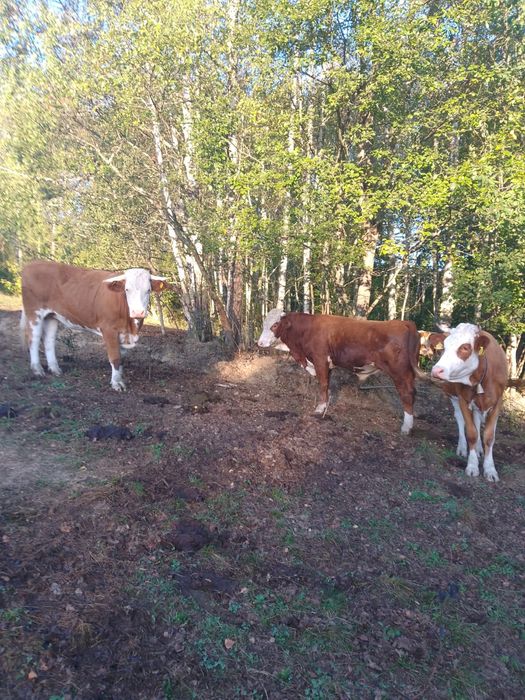 Vaci și vitei de vânzare