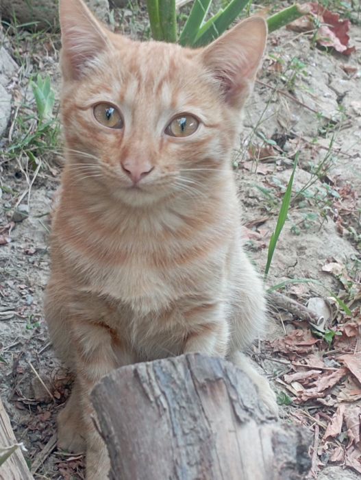 Отдам даром мальчика