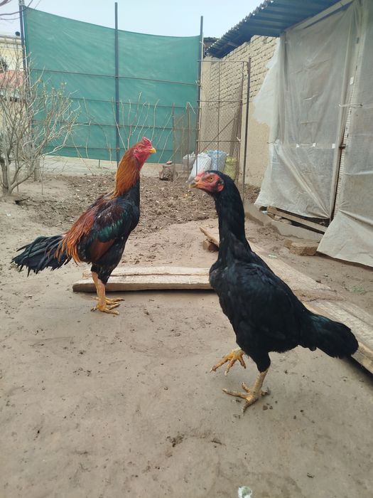 Dakan xoroz sotiladi