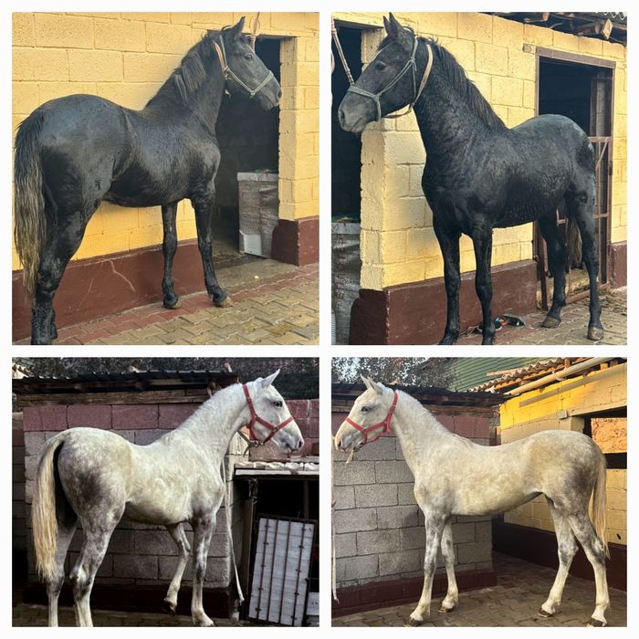 Предлагается пара жеребец и кобыла в спорт