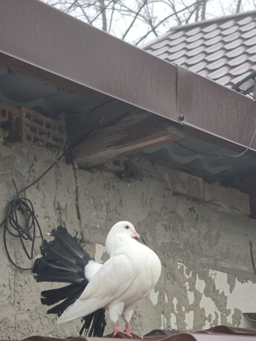 Porumbei,texani,americani,rotati